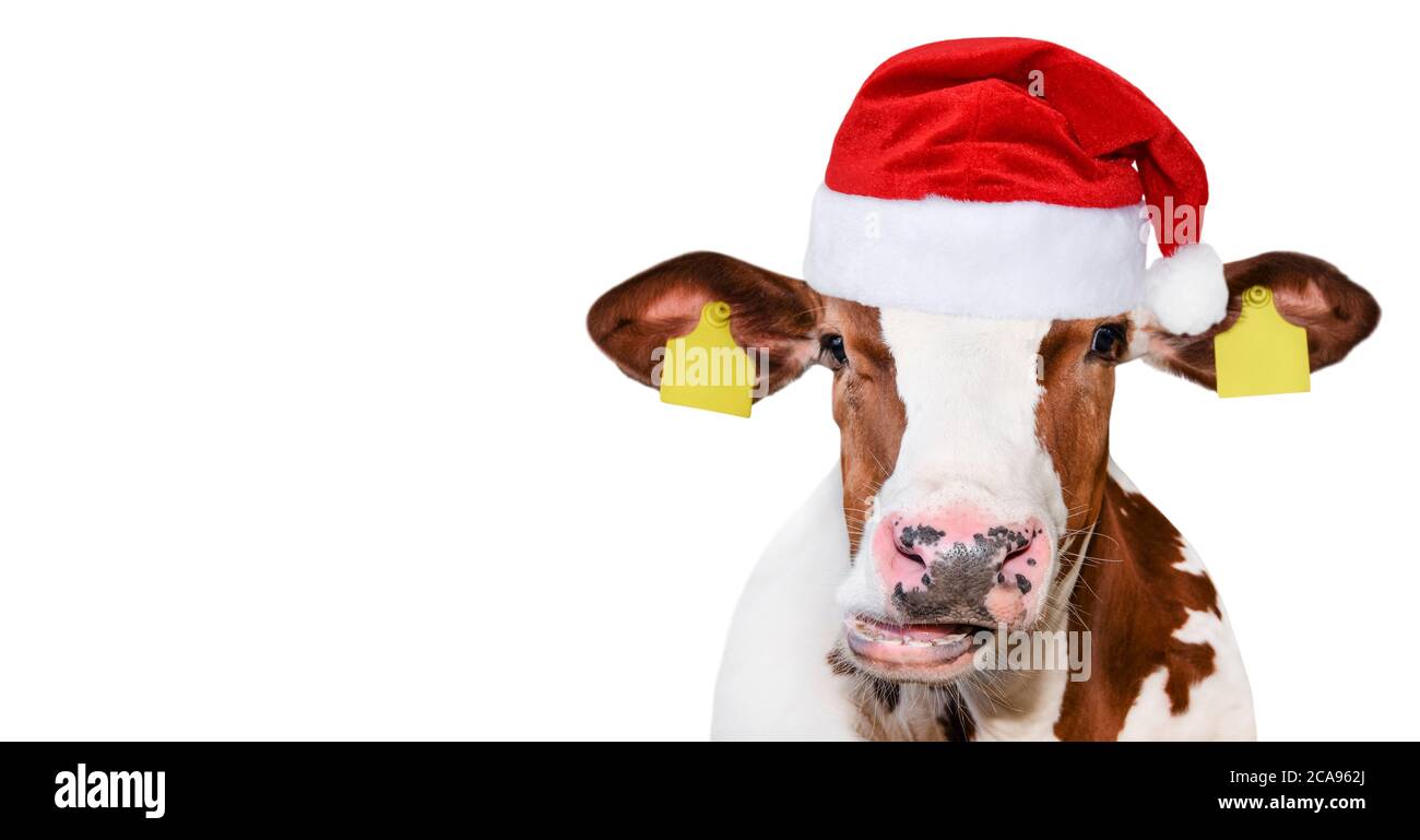 Drôle de vache isolée dans le chapeau de Noël. Portrait de la vache à pois  isolé sur blanc. Animaux de ferme Photo Stock - Alamy