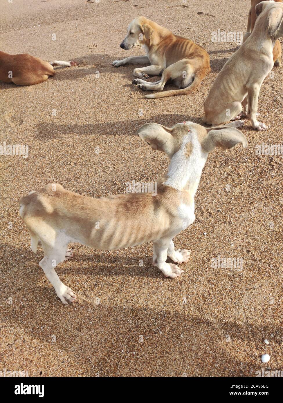 Chiens affamés sur une plage Banque D'Images