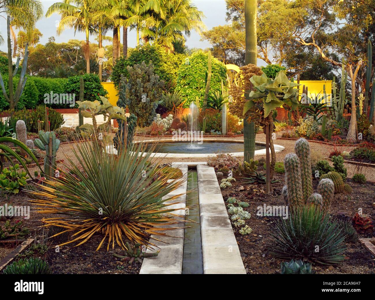 Un grand jardin clos de cactus au coucher du soleil Banque D'Images