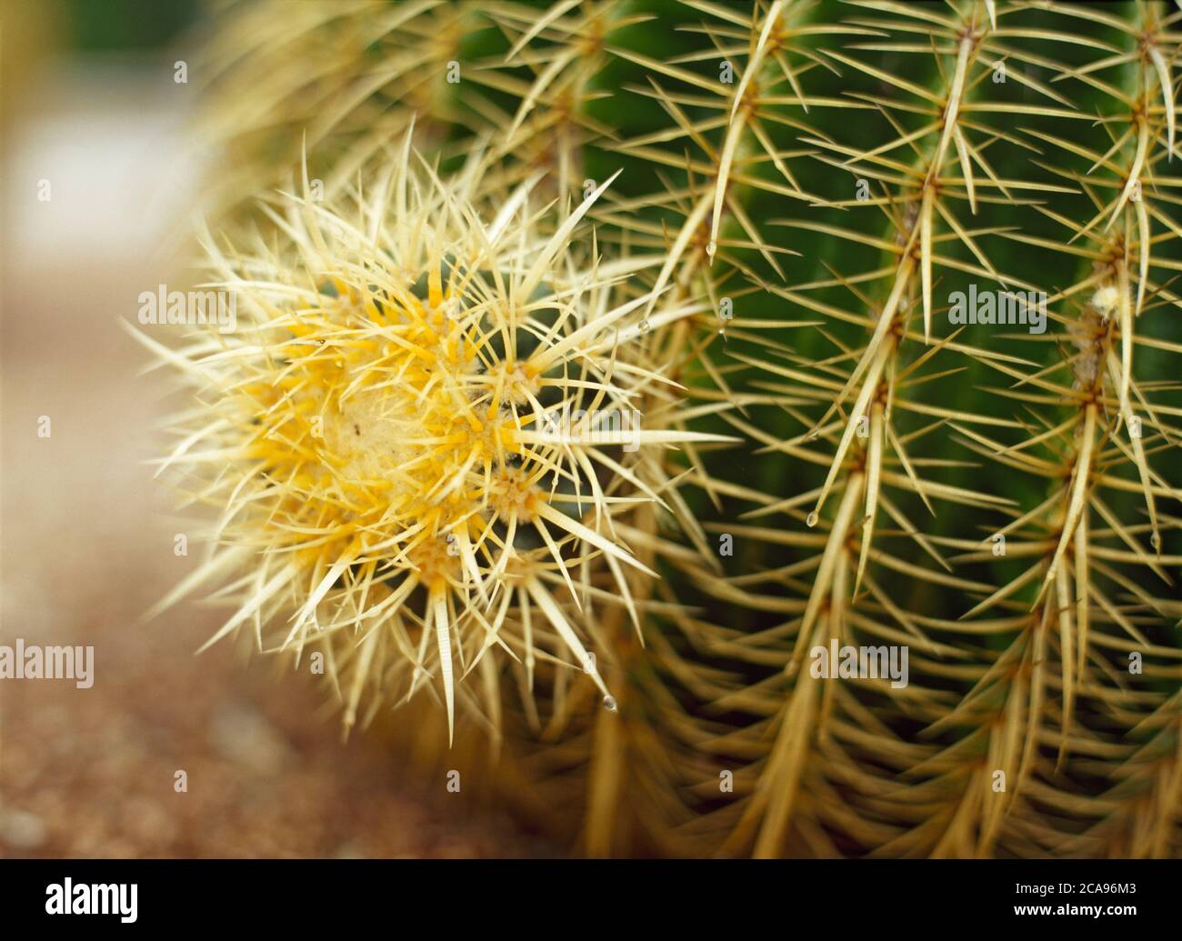 Cactus Golden Barrel avec une croissance secondaire Banque D'Images