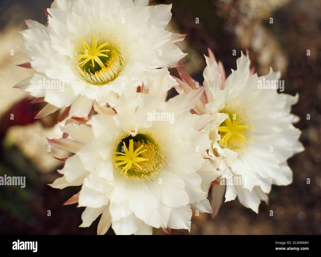 Fleurs sur un cactus Cereus flambeau doré Banque D'Images