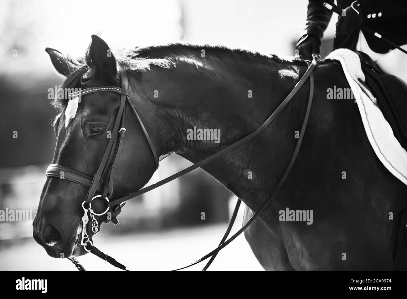 Portrait noir et blanc d'un beau cheval noir avec une bride sur son museau, qui est tenu par les rênes par un cavalier dans la selle. Banque D'Images