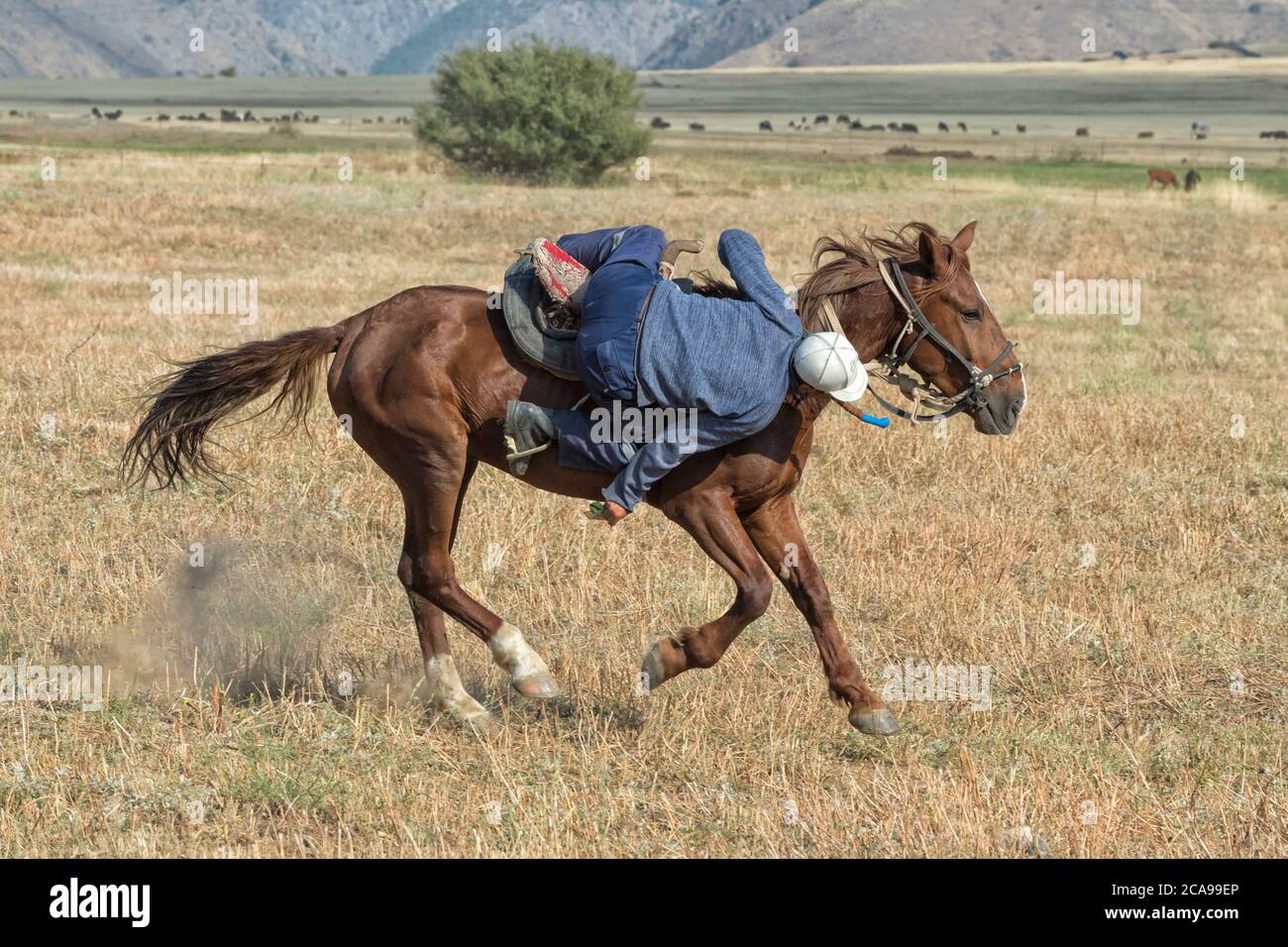 Kokpar traditionnels ou buzkashi dans la périphérie de Gabagly parc national, Shymkent, Kazakhstan, Région du Sud, l'Asie centrale, pour un usage éditorial uniquement Banque D'Images