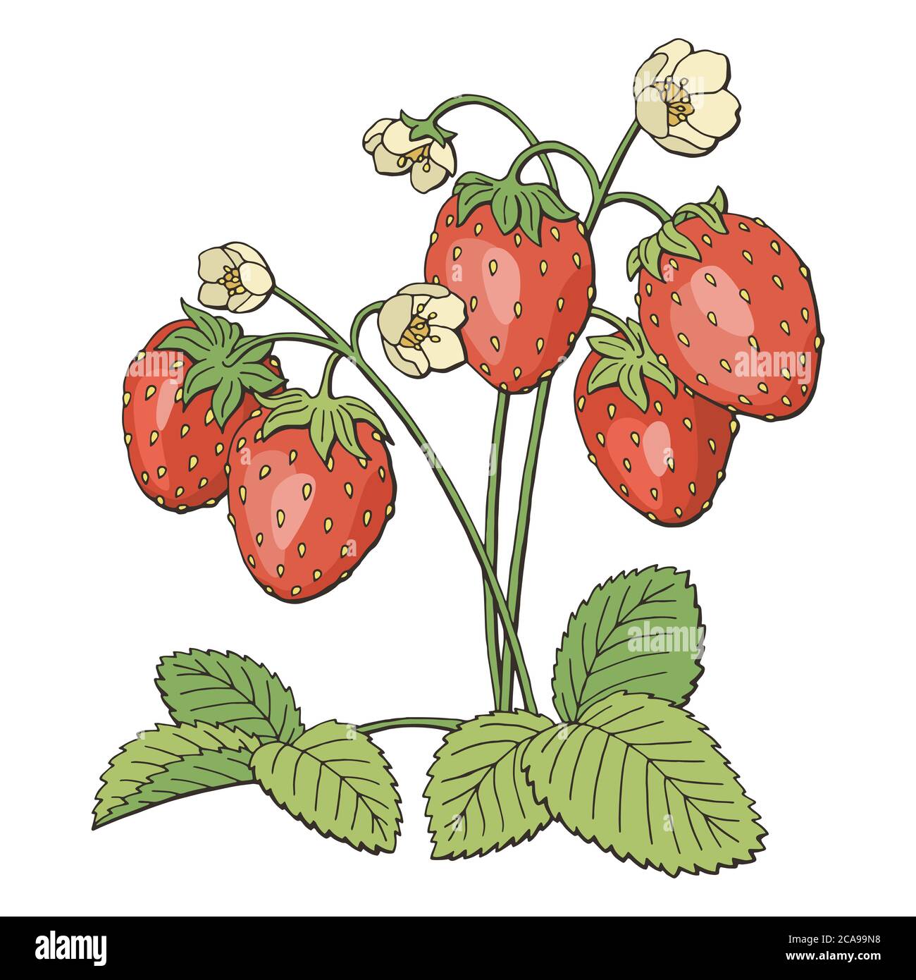 Fraise graphique buisson couleur isolée esquisse vecteur d'illustration Illustration de Vecteur