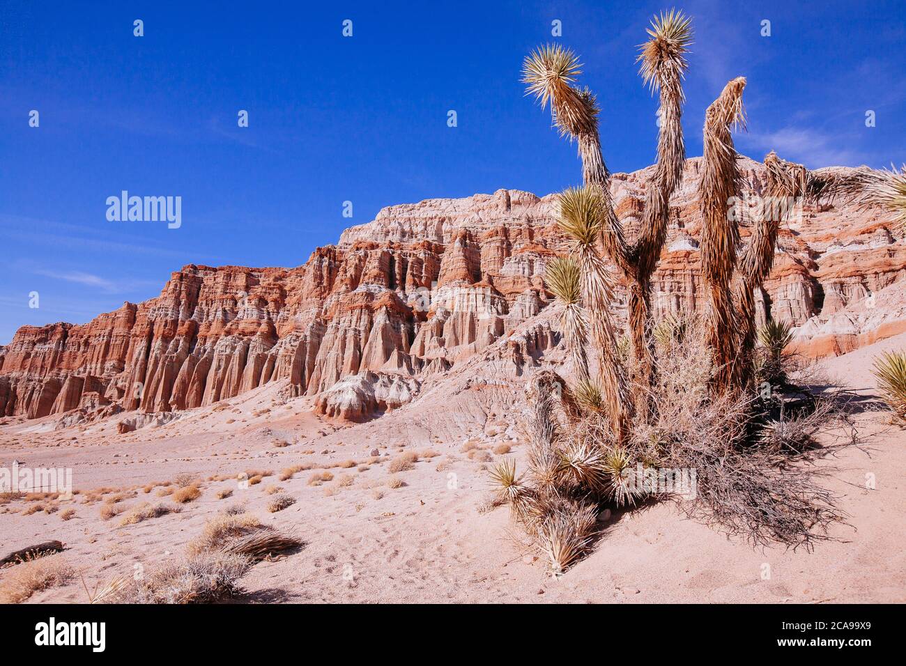 Joshua Tree et falaises au parc national de Red Rock Canyon Banque D'Images