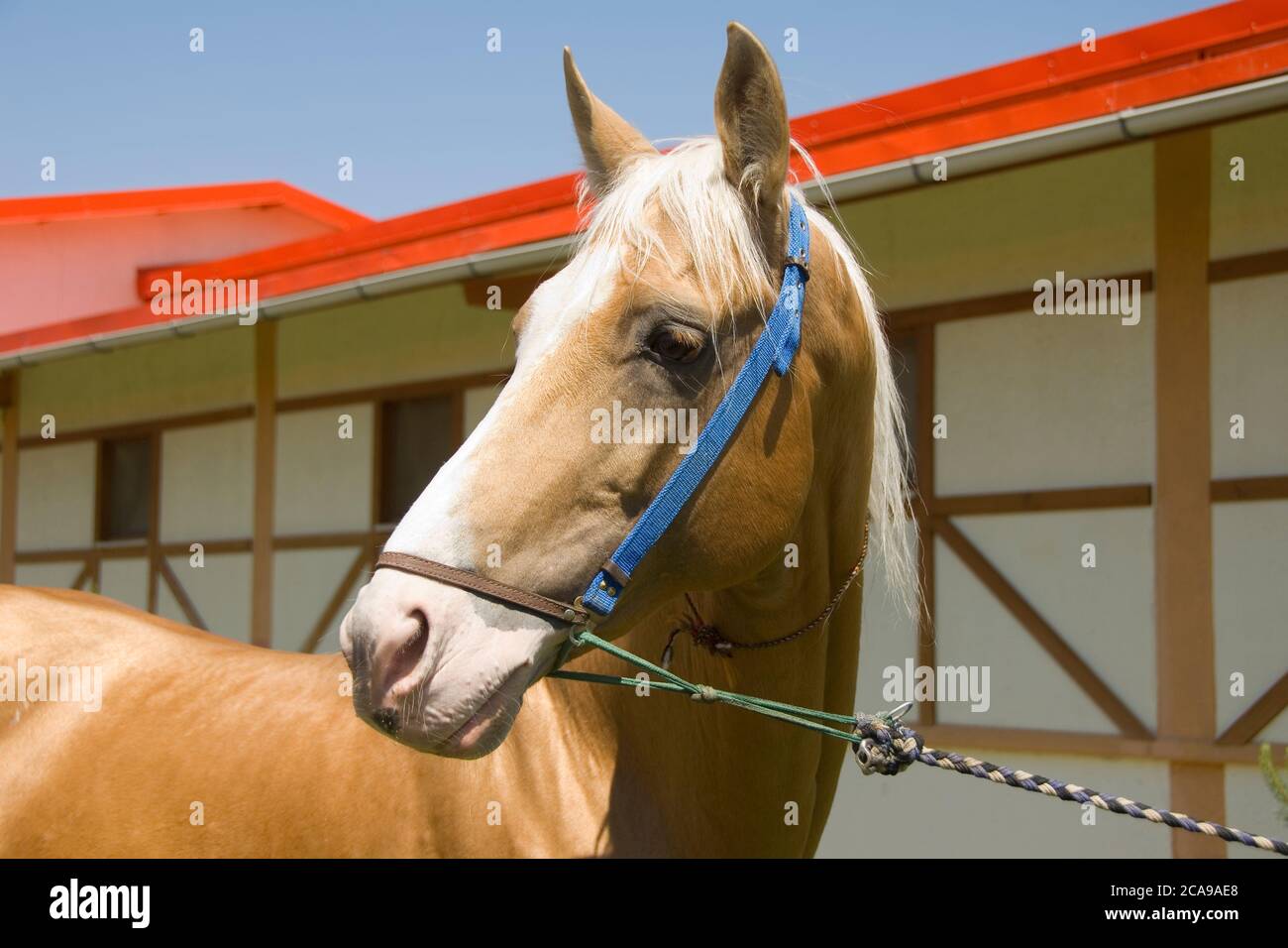 Chevaux Akhal-Teke dans un haras, Ashgabat, Turkménistan Banque D'Images