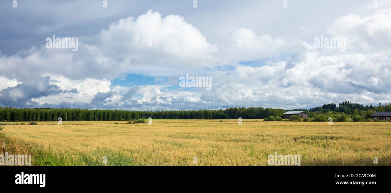 Terres agricoles à été, Finlande Banque D'Images