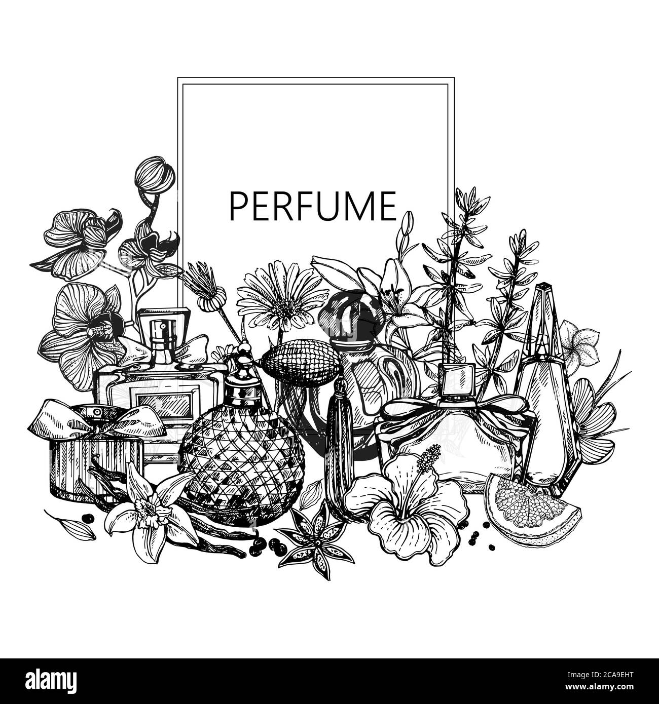 Affiche / carte / composition de flacons de parfum et de plantes dessinés à la main, isolés sur fond blanc. Illustration vectorielle. Illustration de Vecteur