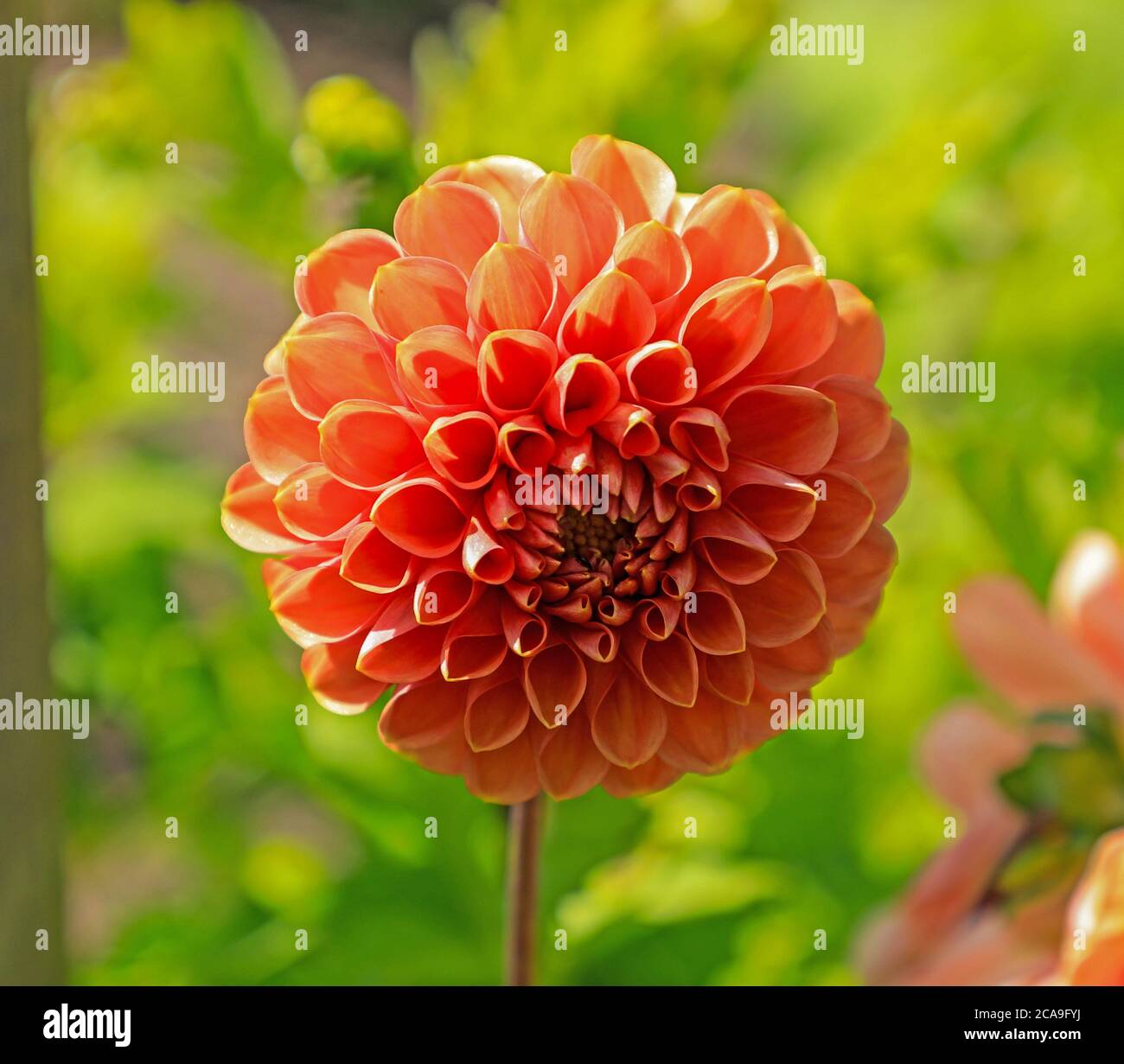 Gros plan d'une tête de fleur orange d'un Dahlia 'Move Over' à la National Dahlia Collection, Penzance, Cornouailles, Angleterre Banque D'Images