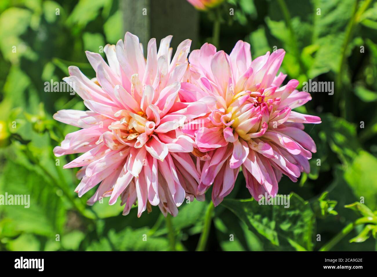 Gros plan d'une fleur rose d'un Dahlia 'Hau no Rhythm' à la National Dahlia Collection, Penzance, Cornouailles, Angleterre Banque D'Images