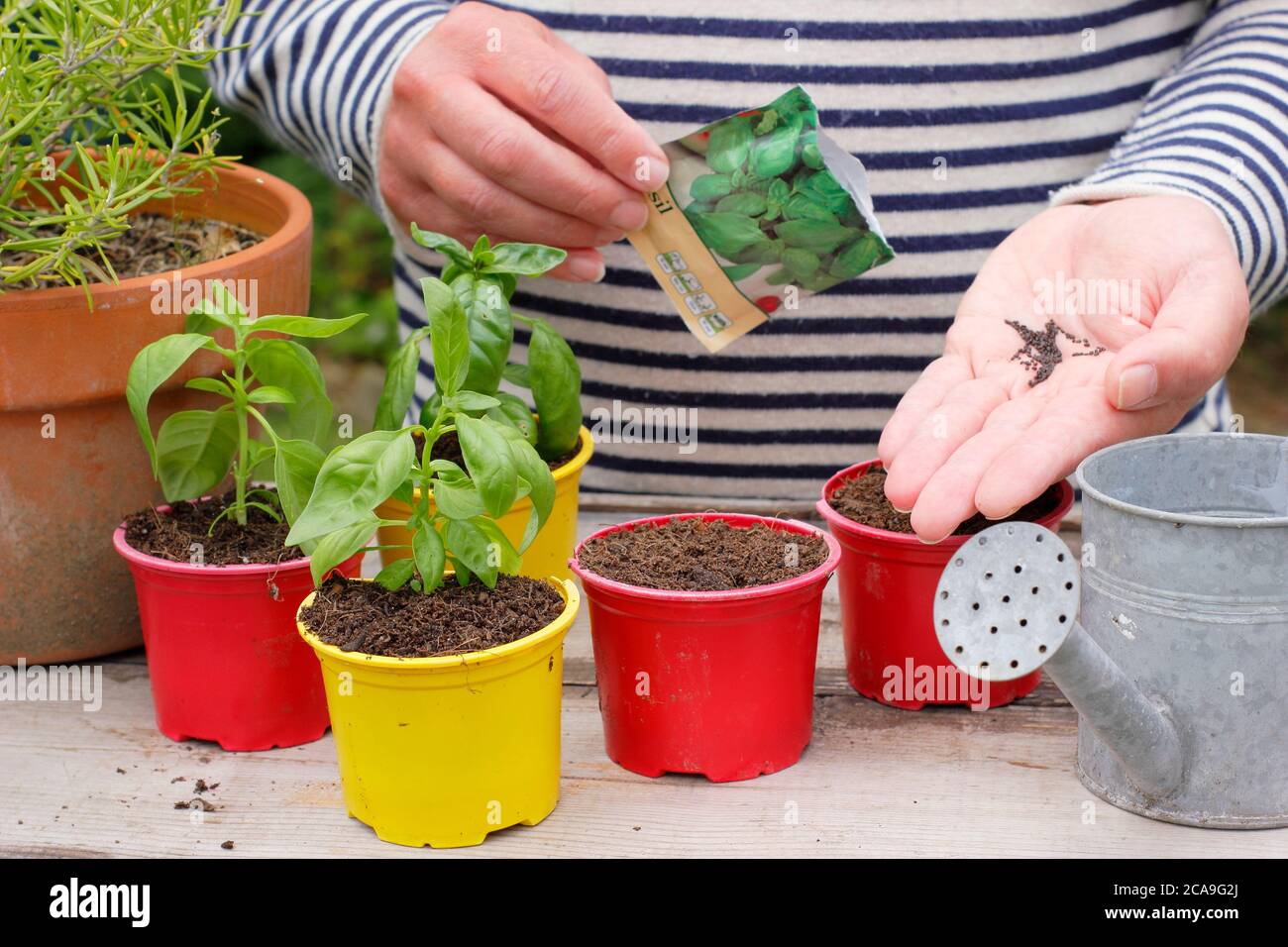 Ocimum basilicum. Semis de graines de basilic sucrées dans des pots. Banque D'Images