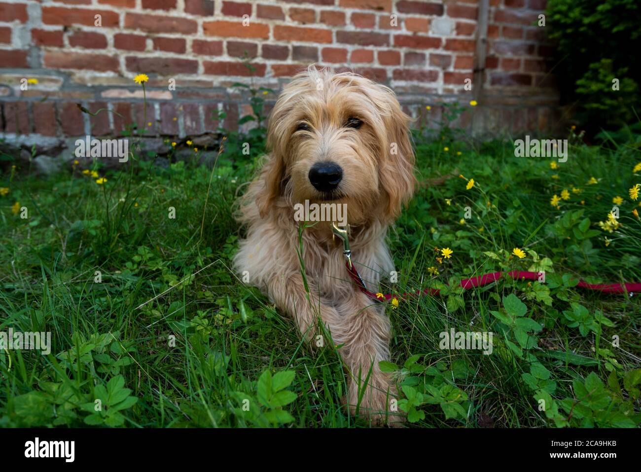 Binz, Allemagne. 03ème août 2020. Un jeune chien, Mini Goldendoodle, se trouve dans l'herbe. Credit: Stephan Schulz/dpa-Zentralbild/ZB/dpa/Alay Live News Banque D'Images