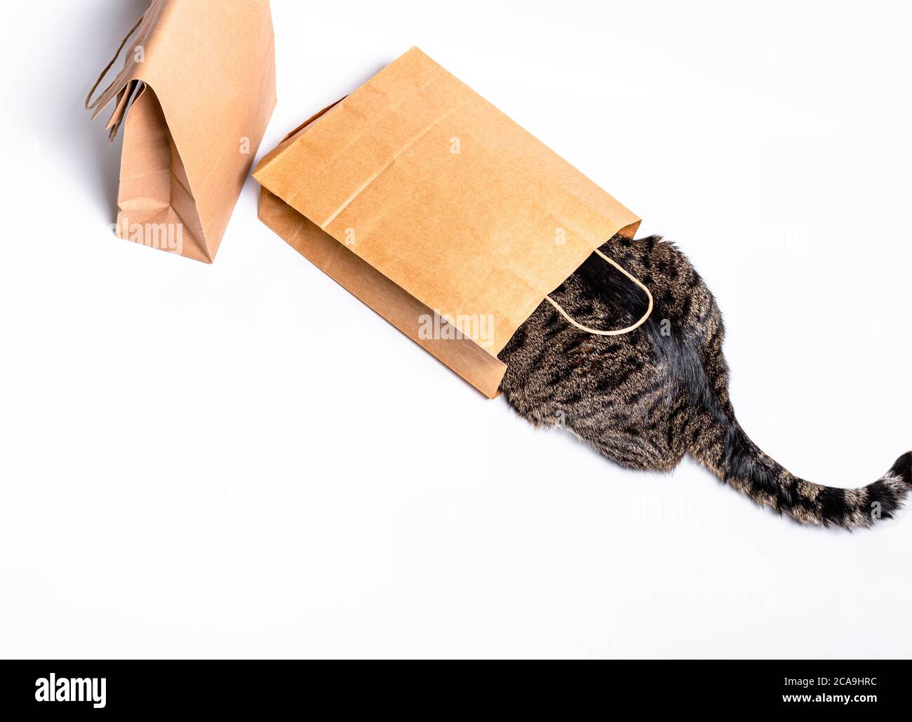 Chat assis dans un papier, un sac d'artisanat, une boîte. Le concept de livraison, l'utilisation de l'environnement, le shopping Banque D'Images