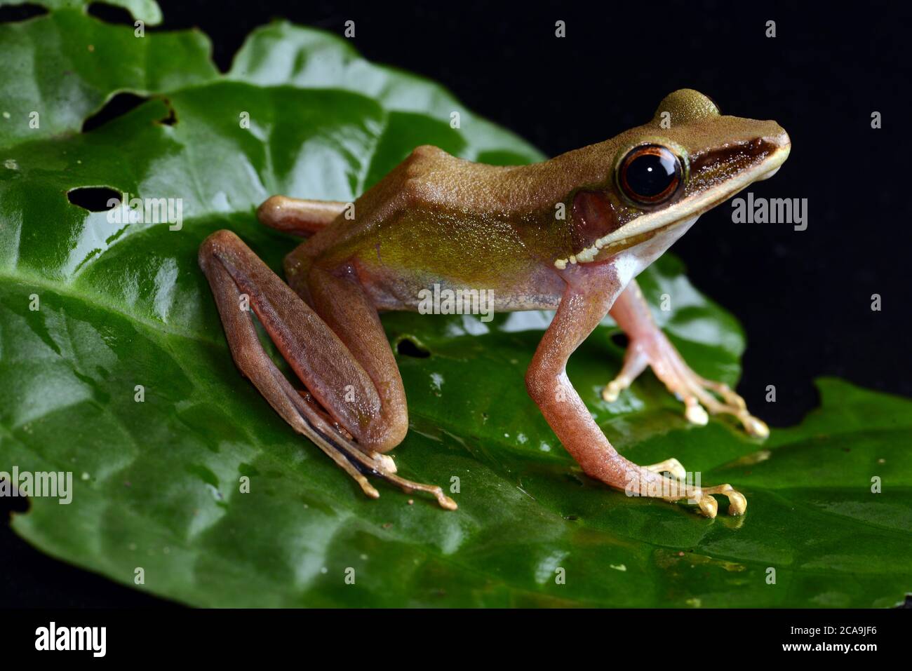 Frog. À lèvres blanches Banque D'Images