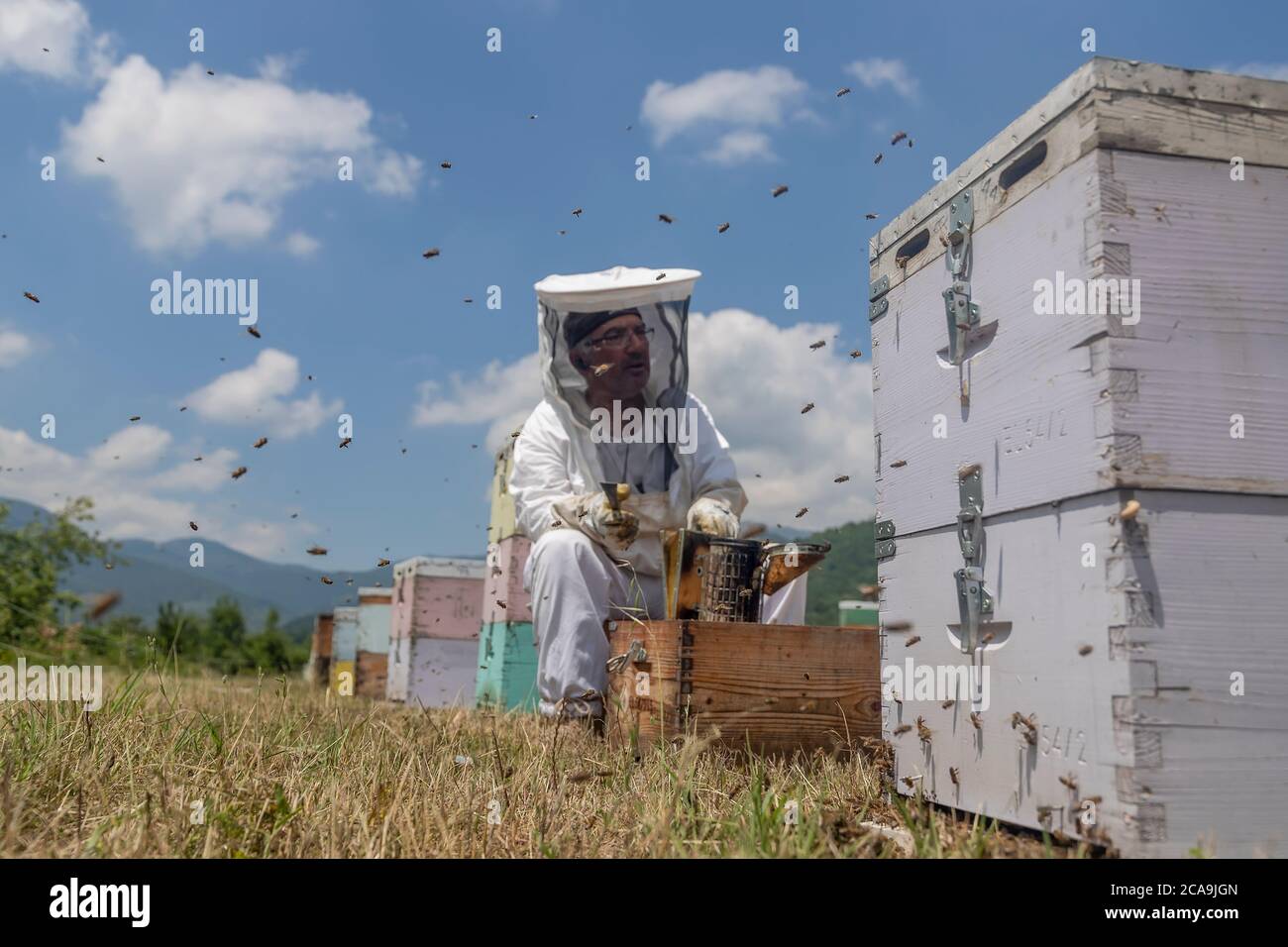 Florina, Grèce - 10 juillet 2020 : apiculteurs travaillant à la collecte du miel dans une région de Florina, dans le nord de la Grèce. Apiculture biologique Banque D'Images