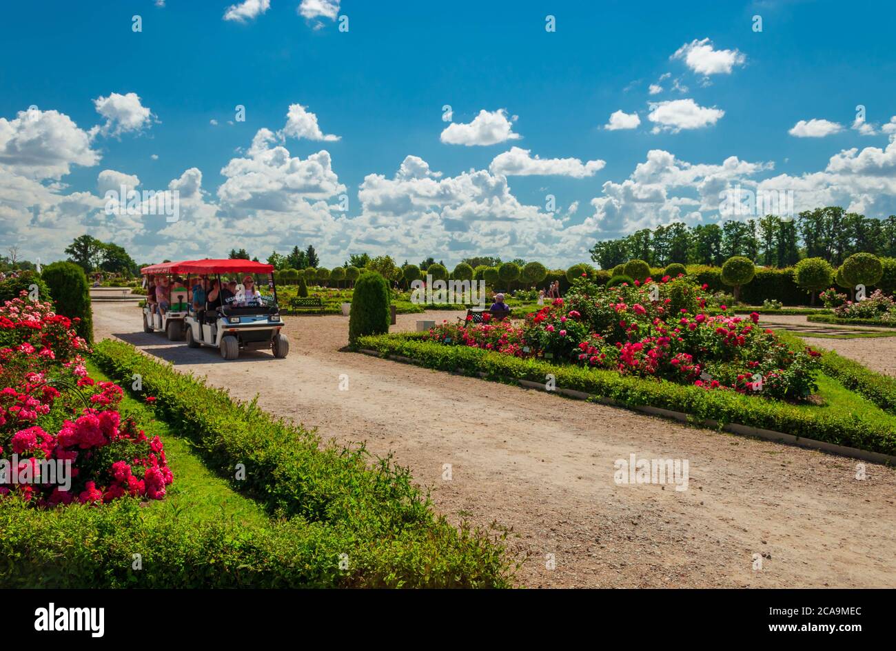 Touristes à cheval Rundale Palace Park bus électrique tour entre les lits de roses. Banque D'Images