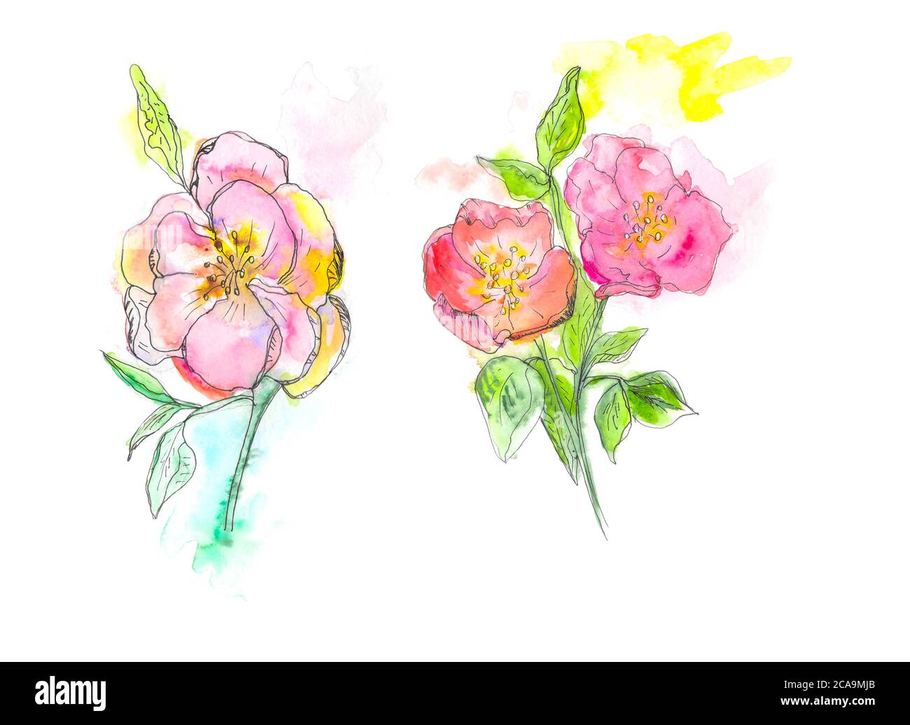 Illustration aquarelle. Fleurs de rose sauvages vintage sur fond blanc. Banque D'Images