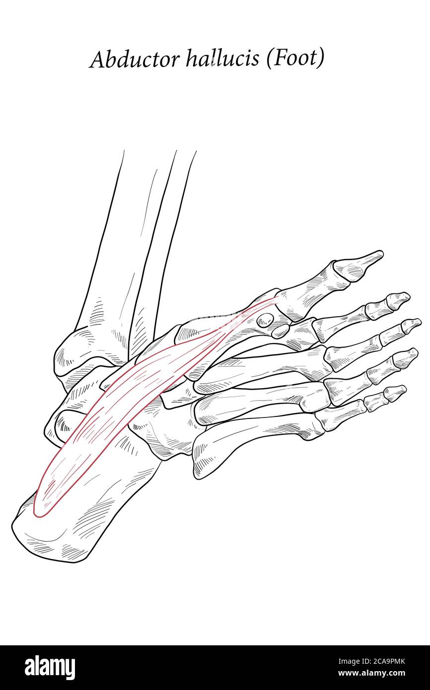 Le pied du muscle est un hallucinogène abducteur. Illustration de Vecteur