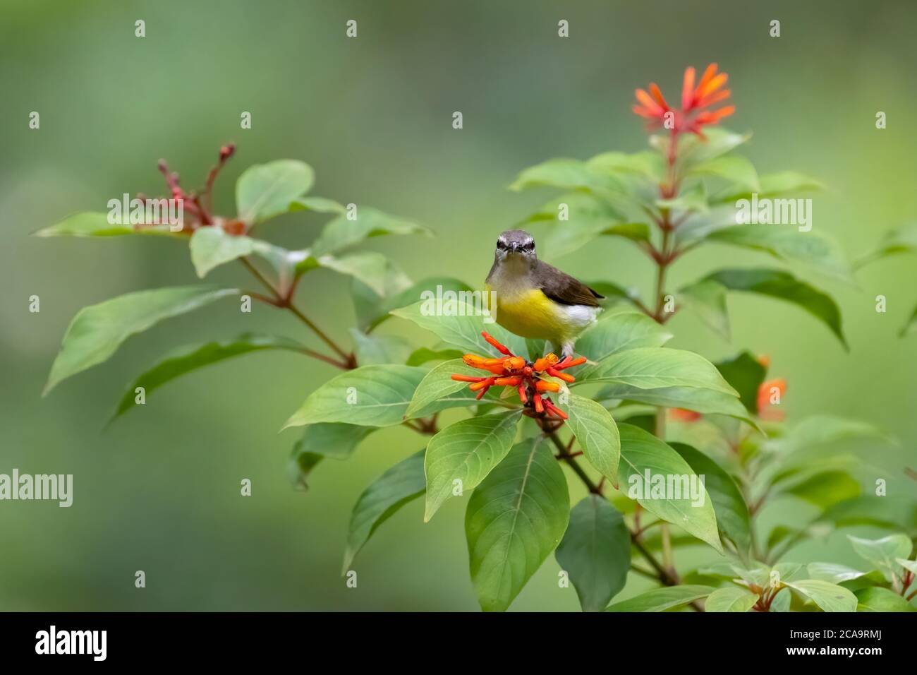 Une jolie femelle - Violet-rumed sunbird (Leptocoma zeylonica), me regardant dans le jardin à Karnataka, Inde. Banque D'Images