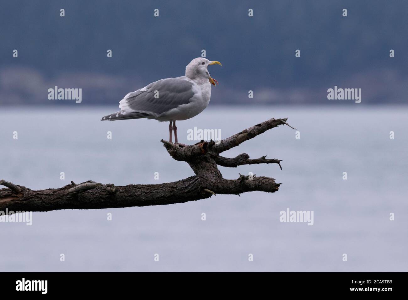 Mouette hurlant, large bouche et langue dehors, perchée sur la branche avec la bouche incroyablement ouverte. Il est situé à Fidalgo Island, dans l'État de Washington. Banque D'Images