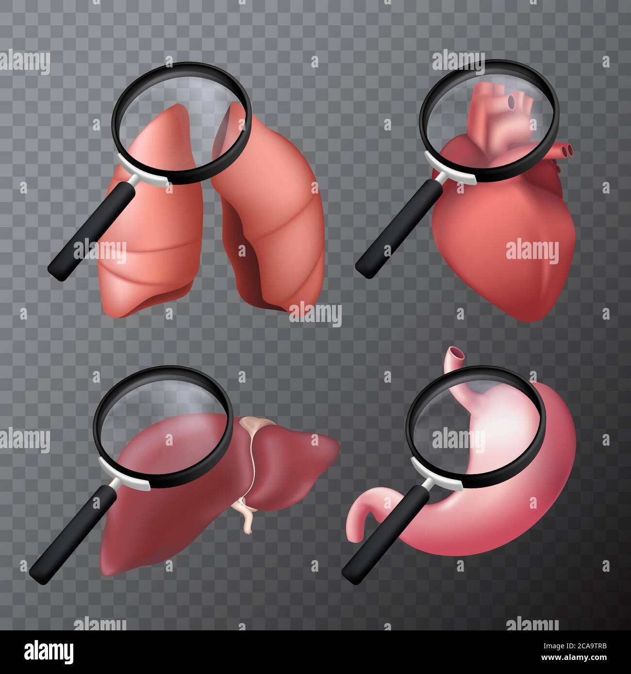 Ensemble d'organes du corps humain avec une loupe - poumons, coeur, foie, estomac. Illustration vectorielle réaliste 3D sur un arrière-plan transparent Illustration de Vecteur