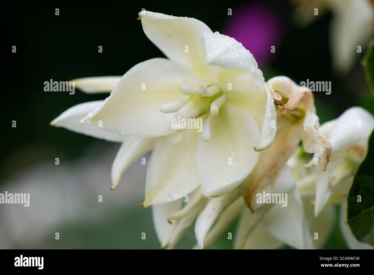 La fleur d'un poignard espagnol (Yucca gloriosa) Banque D'Images