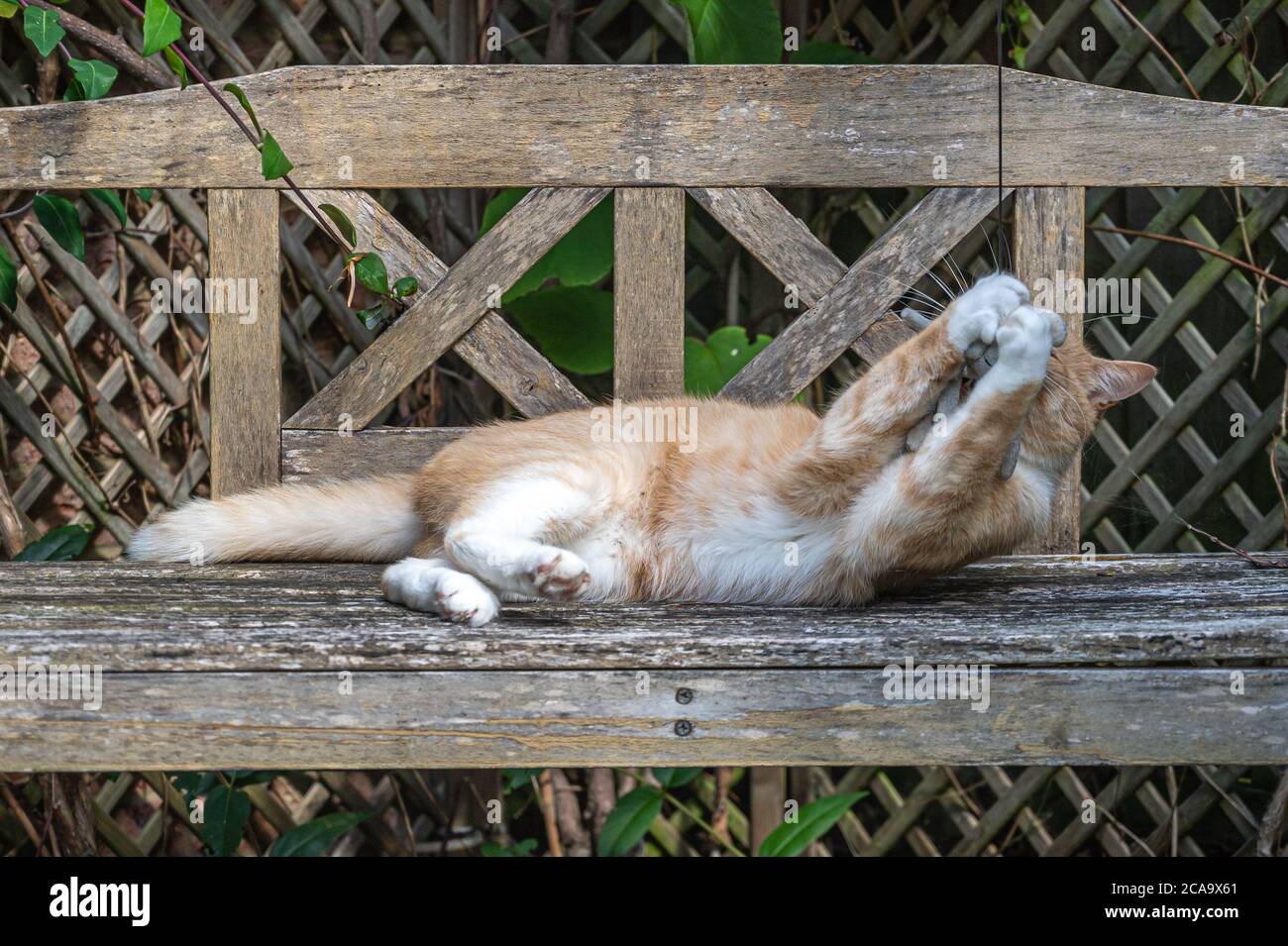 Chat de gingembre espiègle sur un banc en bois avec des pattes blanches autour du jouet de chat Banque D'Images