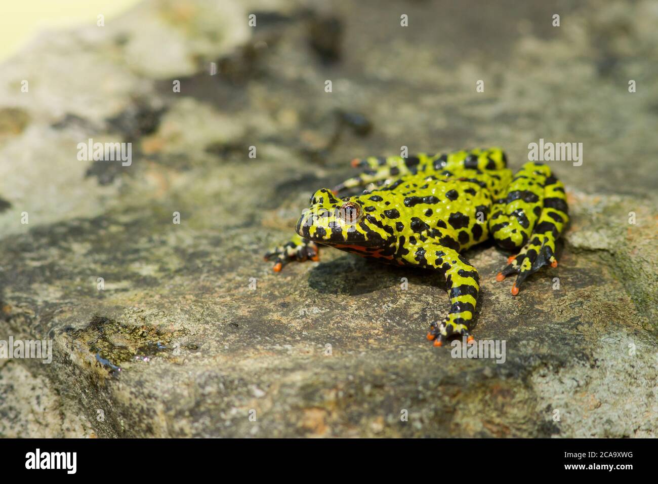 Le crapaud oriental à ventre roux (Bombina orientalis) est une petite espèce de grenouille semi-aquatique (4 cm, 2') que l'on trouve en Corée, dans le nord-est de la Chine et en Russie Banque D'Images