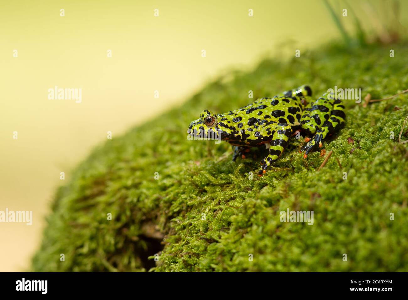 Le crapaud oriental à ventre roux (Bombina orientalis) est une petite espèce de grenouille semi-aquatique (4 cm, 2') que l'on trouve en Corée, dans le nord-est de la Chine et en Russie Banque D'Images