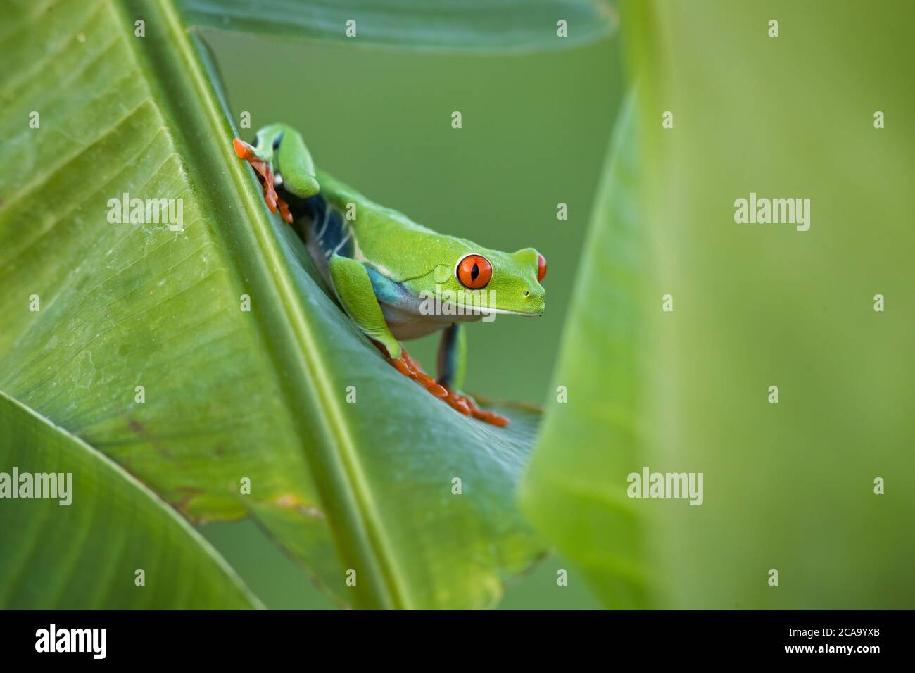 Agalychnis callidryas, connu sous le nom de la grenouille à œil rouge, est un hylid arboricole originaire des forêts tropicales néotropicales. Prise au Costa Rica Banque D'Images