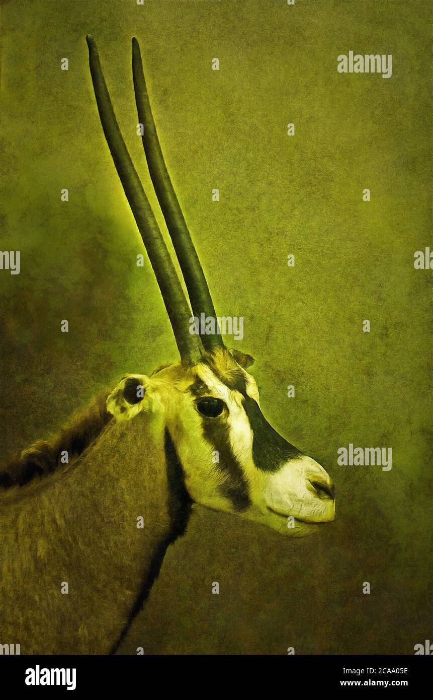 Illustrations Oryx, Beisa, oryx gazella, espèces, cornes de sabre, antilope Banque D'Images