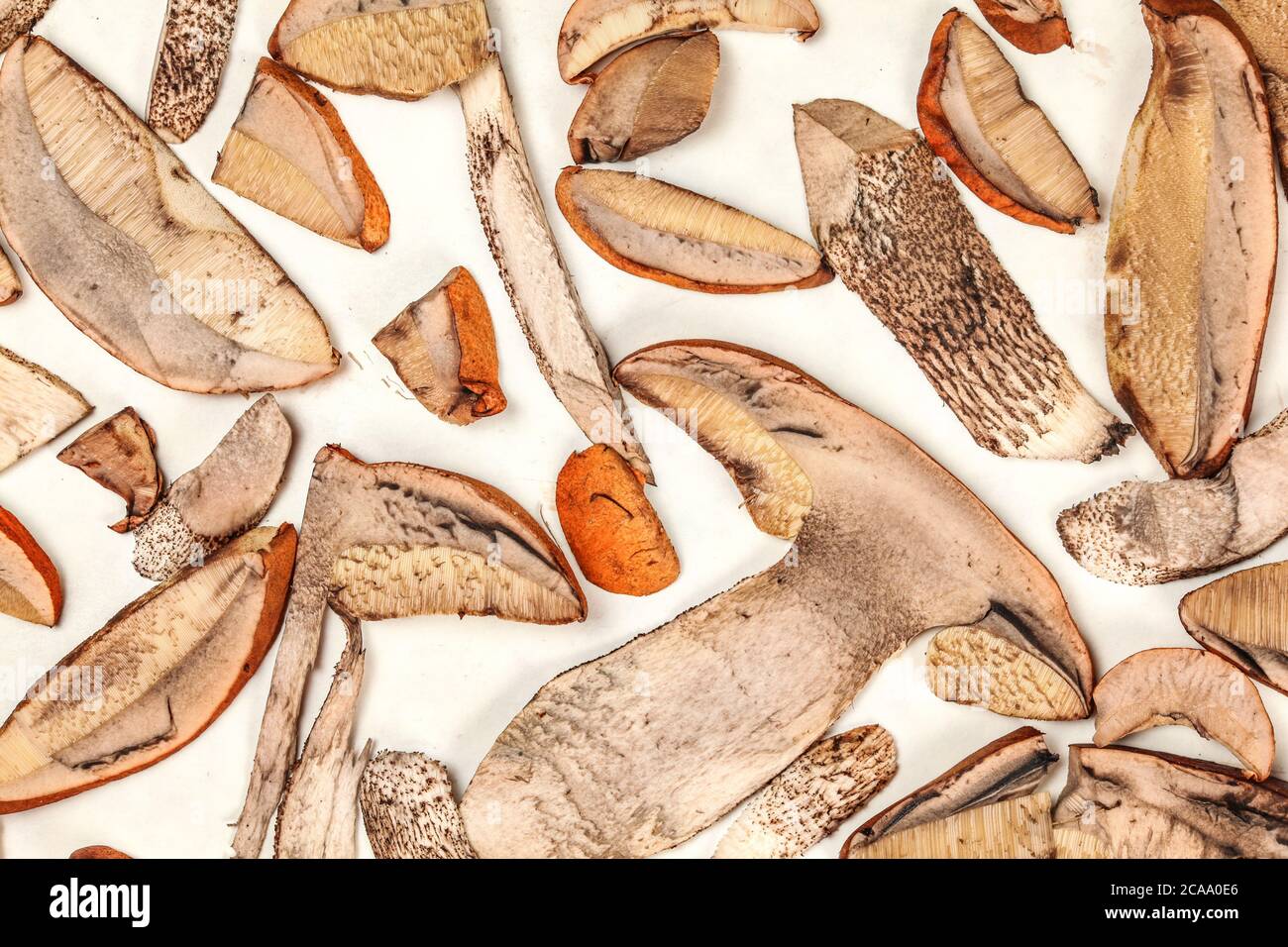Table vue sur les champignons forestiers fraîchement cueillis - tige de la tasse d'orange - coupé en fines tranches, sur papier blanc pour sécher Banque D'Images