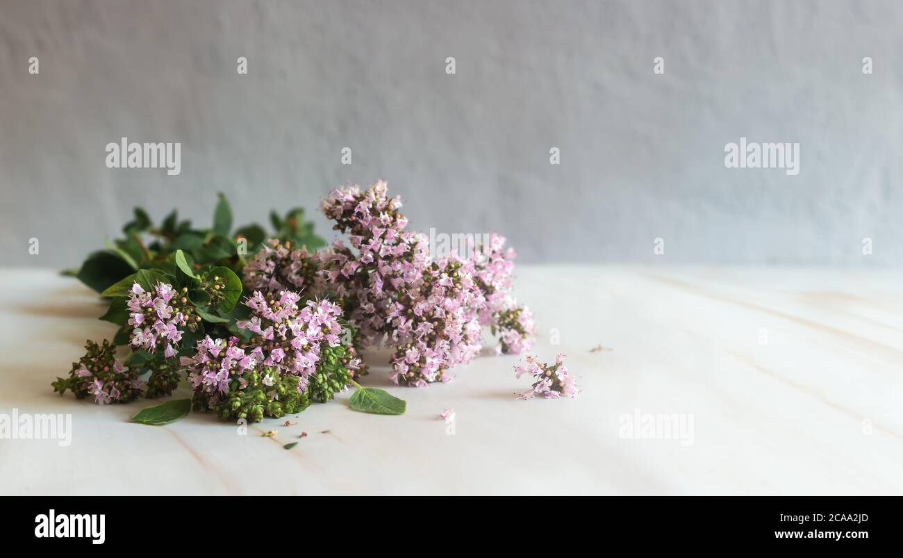 Fleurs et feuilles de la plante médicinale origan Banque D'Images