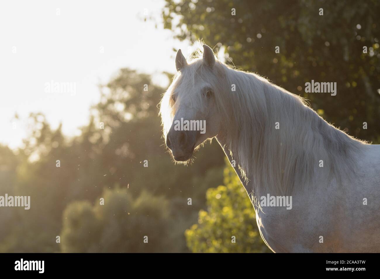 Beau portrait de visage d'un cheval espagnol blanc étalon avec de longues lamanes au coucher du soleil Banque D'Images