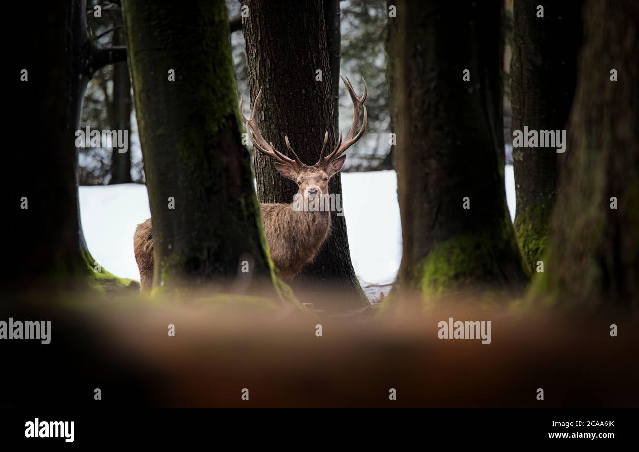 Cerf, Cervus elaphus, avec des bois poussant sur le velours.UN grand cerf dans la forêt profonde d'épinette. Animaux sauvages au printemps . La meilleure photo. Banque D'Images