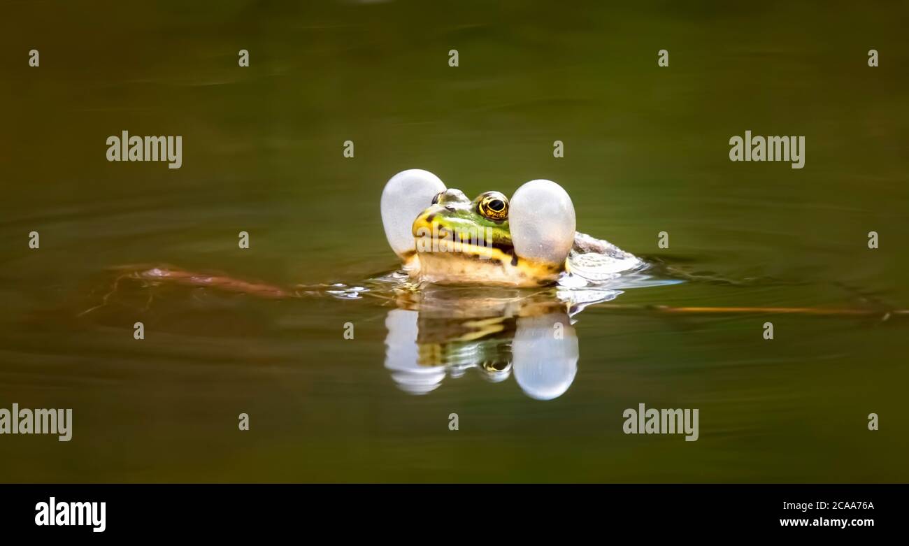 Grenouille d'eau commune Pélophylax kl. Esculentus dans l'eau, la cour, son, les sacs ballonnés, la meilleure photo. Banque D'Images