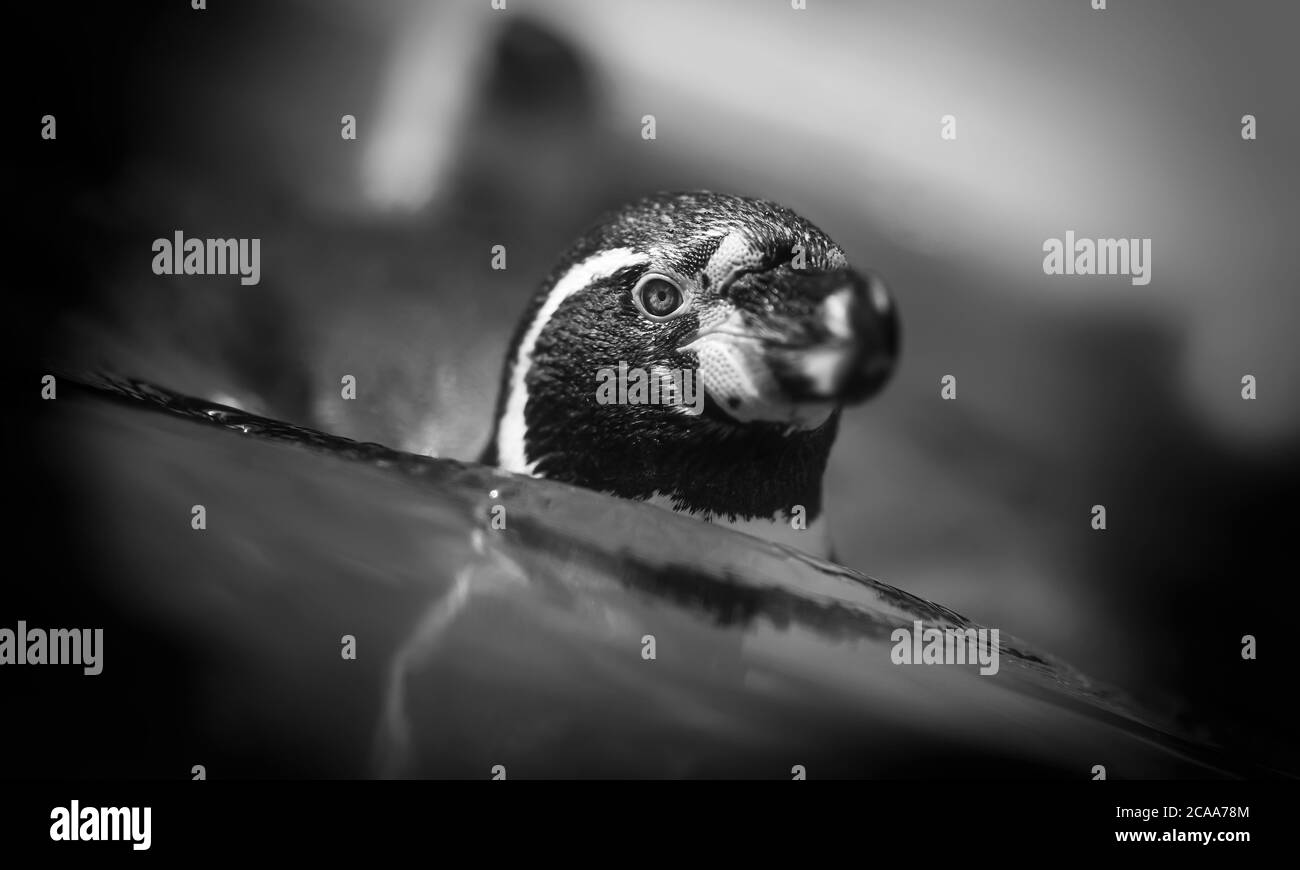 Manchot africain Spheniscus demersus, natation en eau peu profonde, gros plan portrait, la meilleure photo, noir et blanc. Banque D'Images