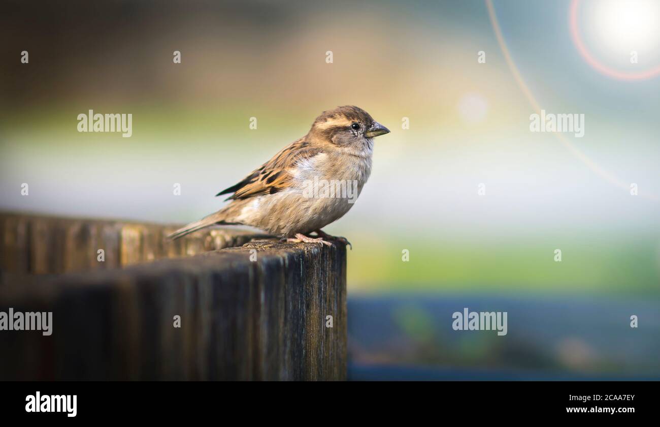 Maison Sparrow Passer domesticus famille Sparrows Passeridae Europe, la meilleure photo, assis sur bois et faisceau lumineux de lumière du soleil. Banque D'Images