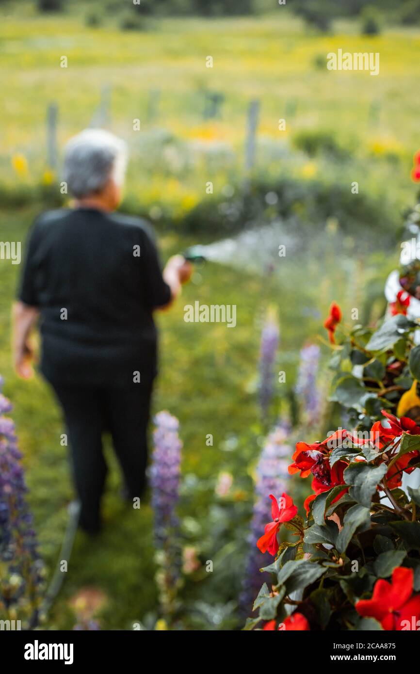 Femme âgée qui arrose des plantes dans son jardin. Défoqué. Activité en été Banque D'Images