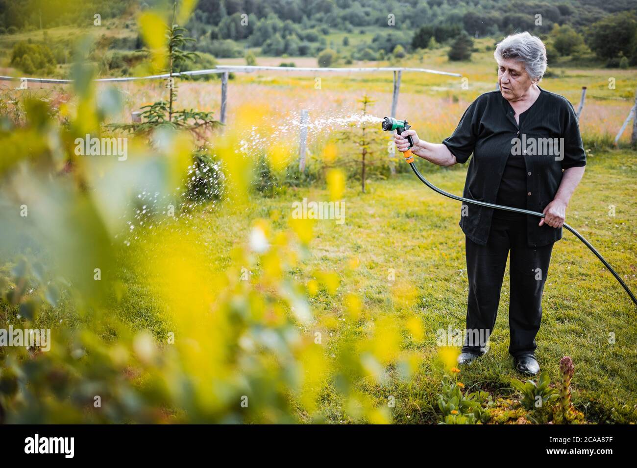 Femme âgée qui arrose des plantes dans son jardin. Activité en été Banque D'Images