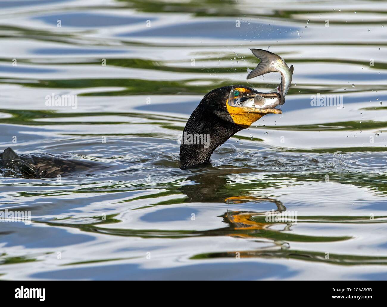 Gros plan d'un Cormorant à double crête sur le point d'avaler un poisson fraîchement pêché. Banque D'Images