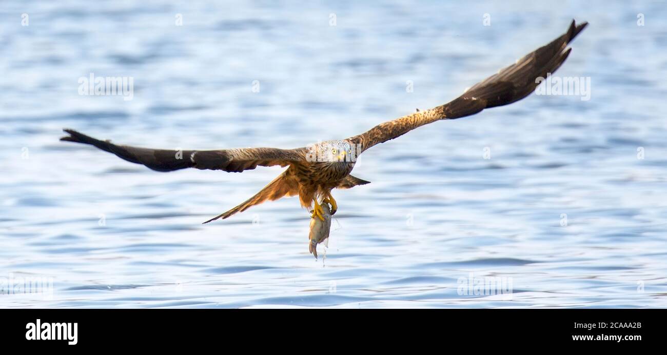 Un oiseau milvus milvus rouge volant avec un grand poisson il vient de prendre de la mer cerf-volant rouge, la meilleure photo. Banque D'Images