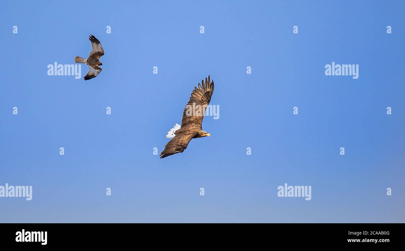 Aigle à queue blanche adulte en vol. Fond ciel. Nom scientifique: Haliaeetus albicilla, également connu sous le nom d'ern, aigle de mer eurasien et Ã queue blanche Banque D'Images