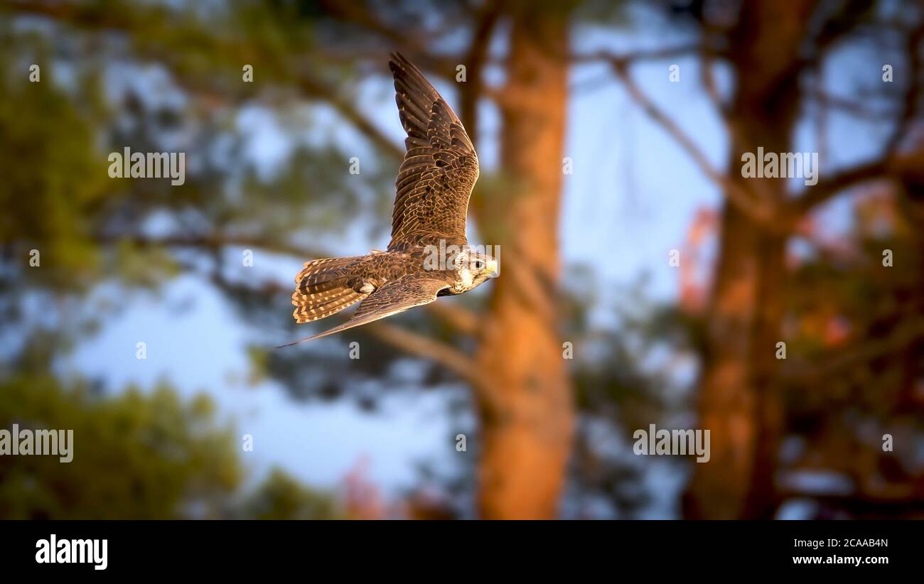 falcon de Saker, cherrug de Falco, oiseau de proie en vol. Chasse aux oiseaux dans le ciel. Scène sauvage de la nature. La meilleure photo. Banque D'Images