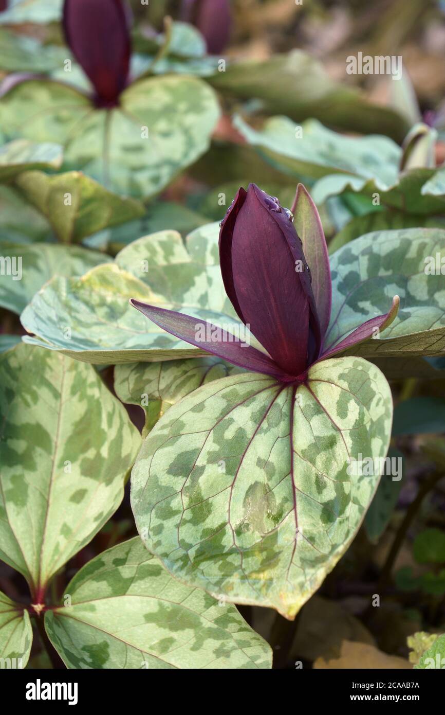 Petit Betsy (Trillium cuneatum). Appelée grande ombre à toadShade, pourpre toadShade, sanglant boucher et whip-pauvre-volonté fleur aussi Banque D'Images