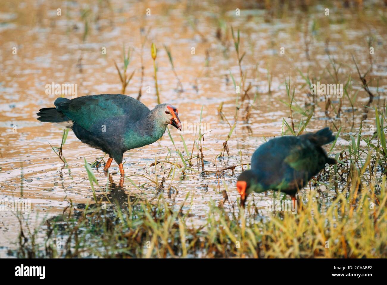 Goa, Inde. Deux oiseaux de marais à tête grise le matin à la recherche de nourriture dans le marais. Porphyrio Poliocephalus Banque D'Images