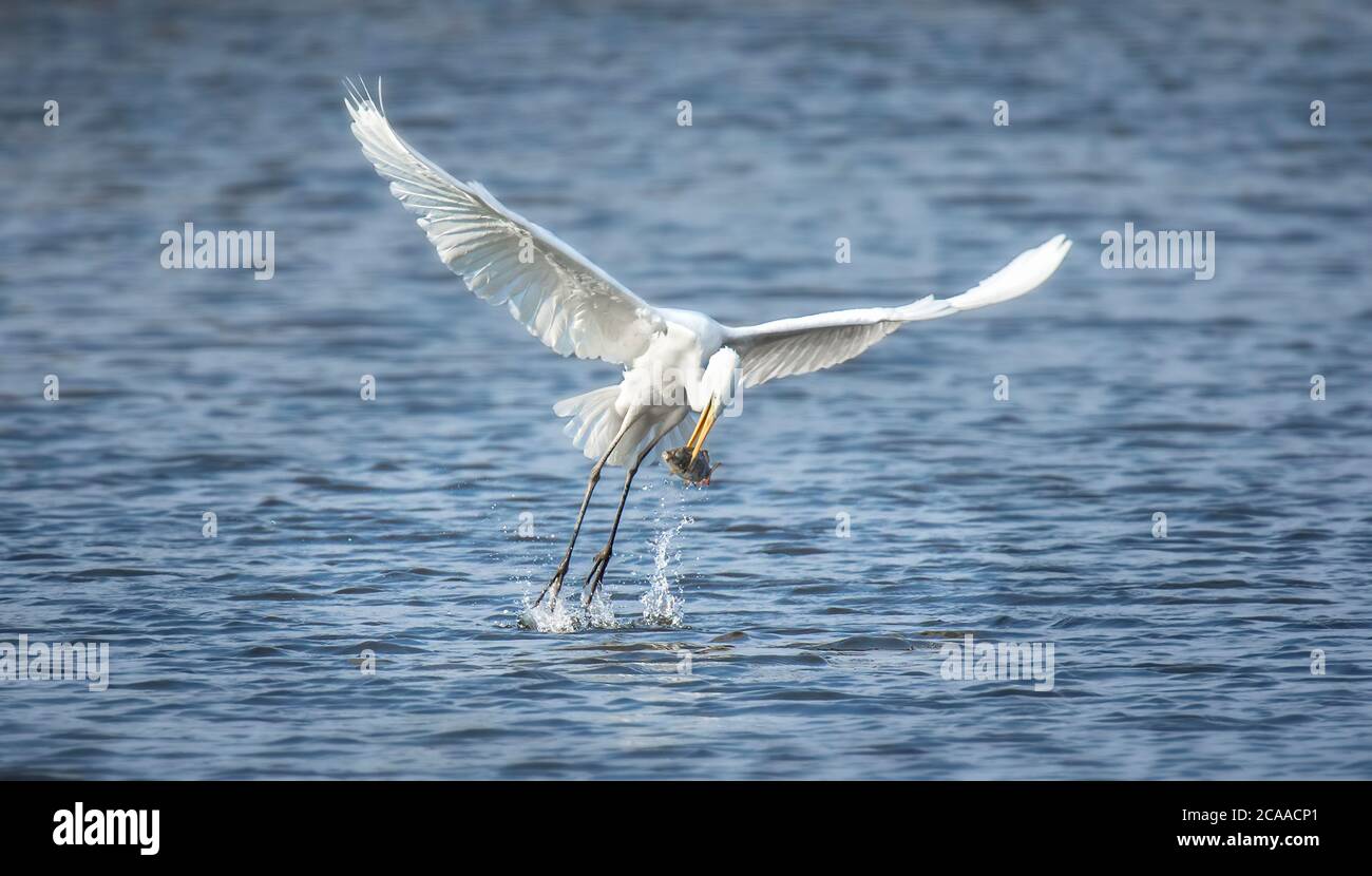 Faune fond de héron blanc grand aigreet Ardea alba chasse sur un étang, vole au-dessus de l'eau et capture des poissons, a des poissons dans son bec. Le meilleur pho Banque D'Images