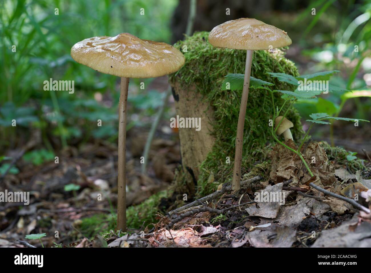 Champignon comestible Hyménopellis radicata dans la forêt de bouleau. Connu sous le nom de champignon à racine profonde ou tige d'enracinement. Deux champignons sauvages poussant dans les feuilles. Banque D'Images