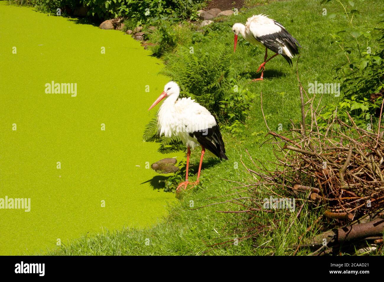 Vue sur deux cigognes blanches en bordure d'un étang Banque D'Images