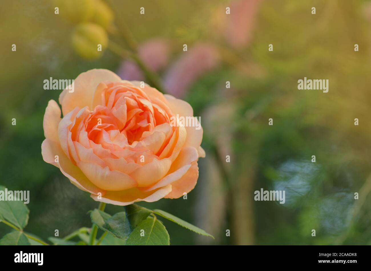 Fleur d'orange rosa Crown Princess Margareta dans le jardin Banque D'Images